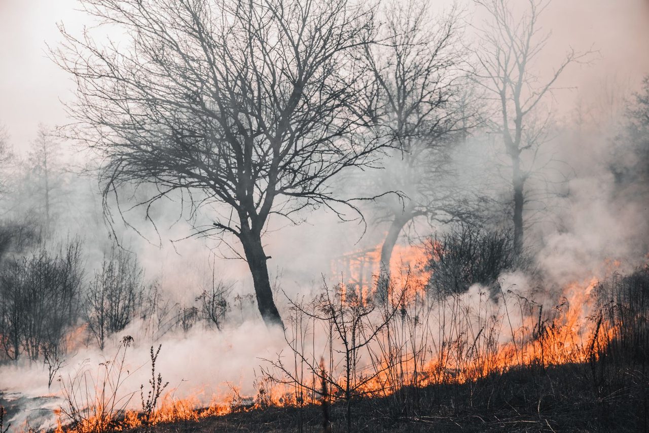 A burning forest โ flames rise above the treeline as crews battle to contain the blaze.
